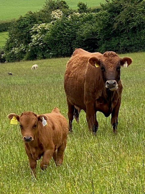 For Sale – 2 X Heifers with calf at foot, Co Donegal