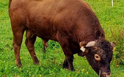 For Sale – PBR Red Dexter Bull, NE Co Kildare