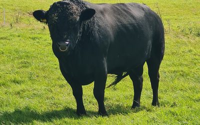 For Sale – Stock Bull, Co Kildare