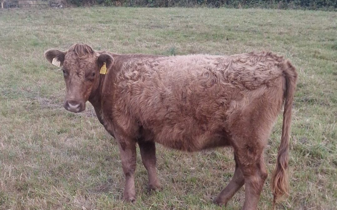 For Sale – Dexter Heifer, Co Tipperary
