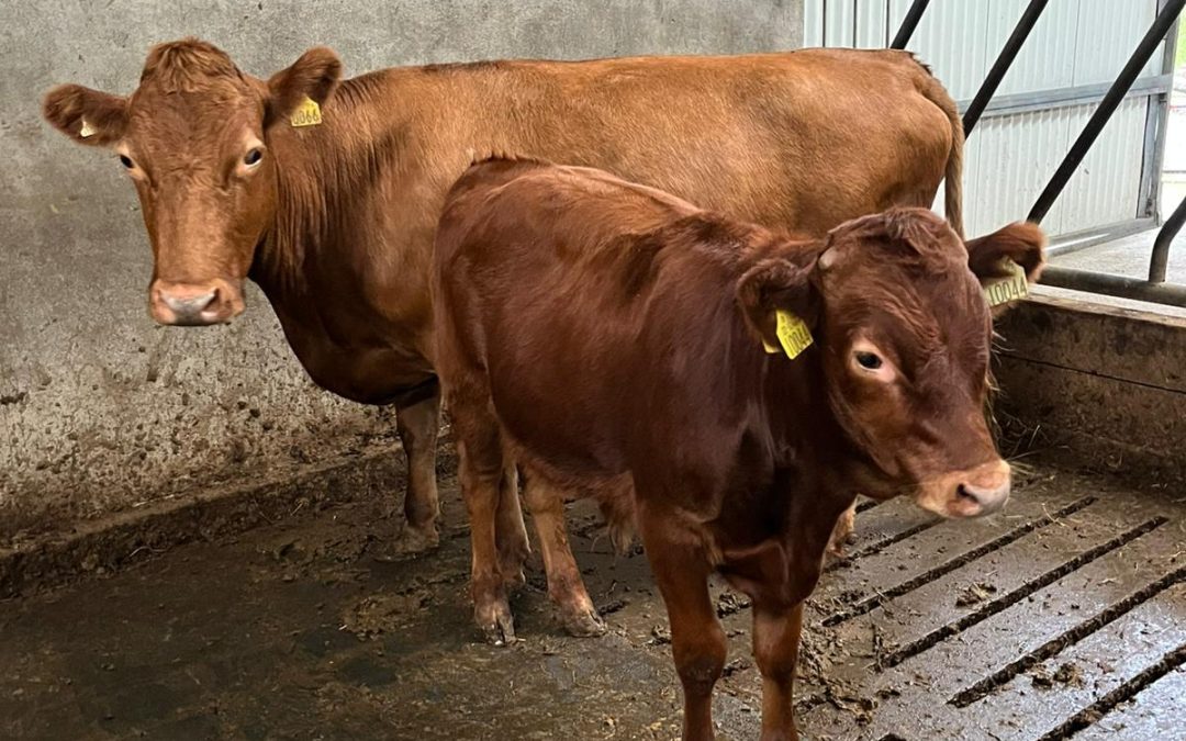 For Sale – PBR In calf Heifers & Cows, Co Donegal