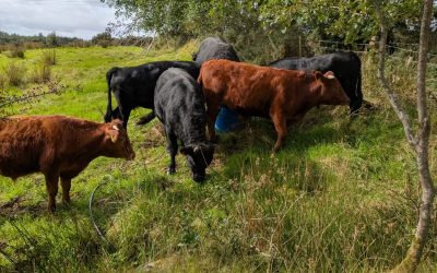 For Sale – 5 Organic Dexter Bullocks, Co Donegal