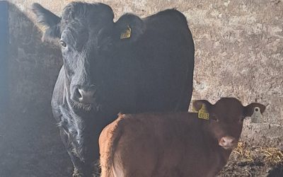 For Sale – Heifer with Bull calf, Co Mayo