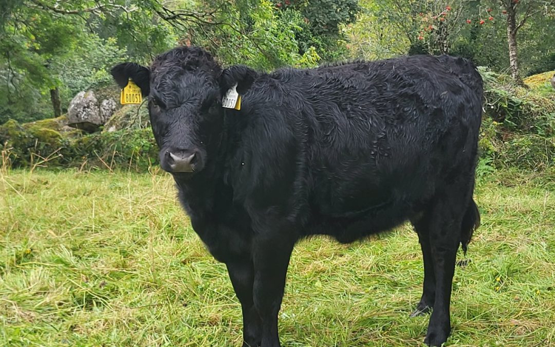 For Sale – PBR Dexter Heifer, Co Galway