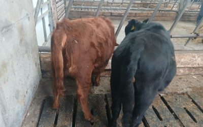 For Sale – Weanling Heifers, Co Galway