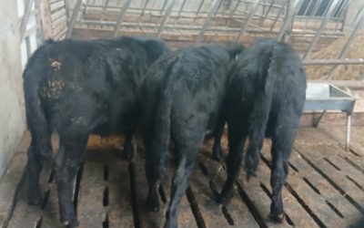 For Sale – Three Bullocks, Co Galway