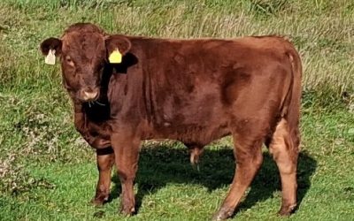 For Sale – PBR Dexter Bull Weanling, Co Limerick