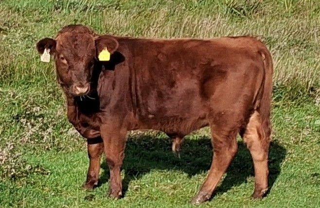 For Sale – PBR Dexter Bull Weanling, Co Limerick