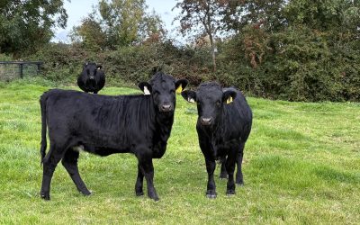 For Sale – Heifers & Bull, Co Tipperary