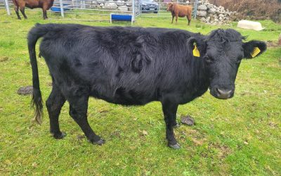 For Sale – PBR in-calf Heifers & Cows, Co Galway