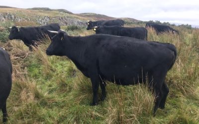 For Sale – Organic Cows & Heifers & Bull, Co Donegal