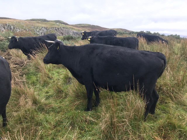 For Sale – Organic Cows & Heifers & Bull, Co Donegal