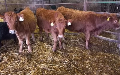 For Sale – Organic Dexter Heifers, Co Carlow