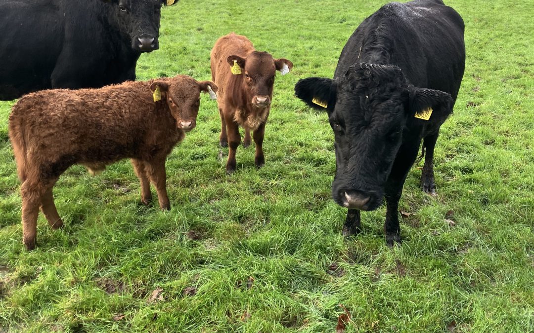 For Sale – PBR Cows & Calves at foot, Co Westmeath
