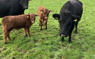 For Sale – PBR Cows & Calves at foot, Co Westmeath