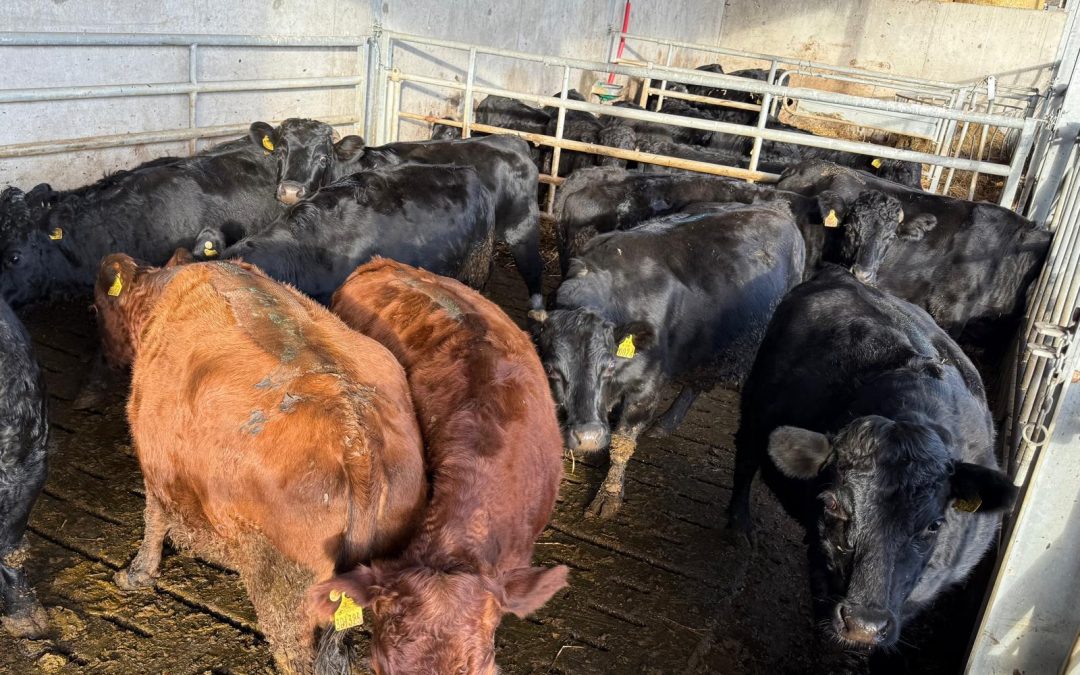 For Sale – 12 Dexter Cows & Stock Bull, Co Donegal