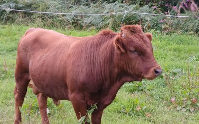 For Sale – 2 X PBR Registered Bulls, Co Louth
