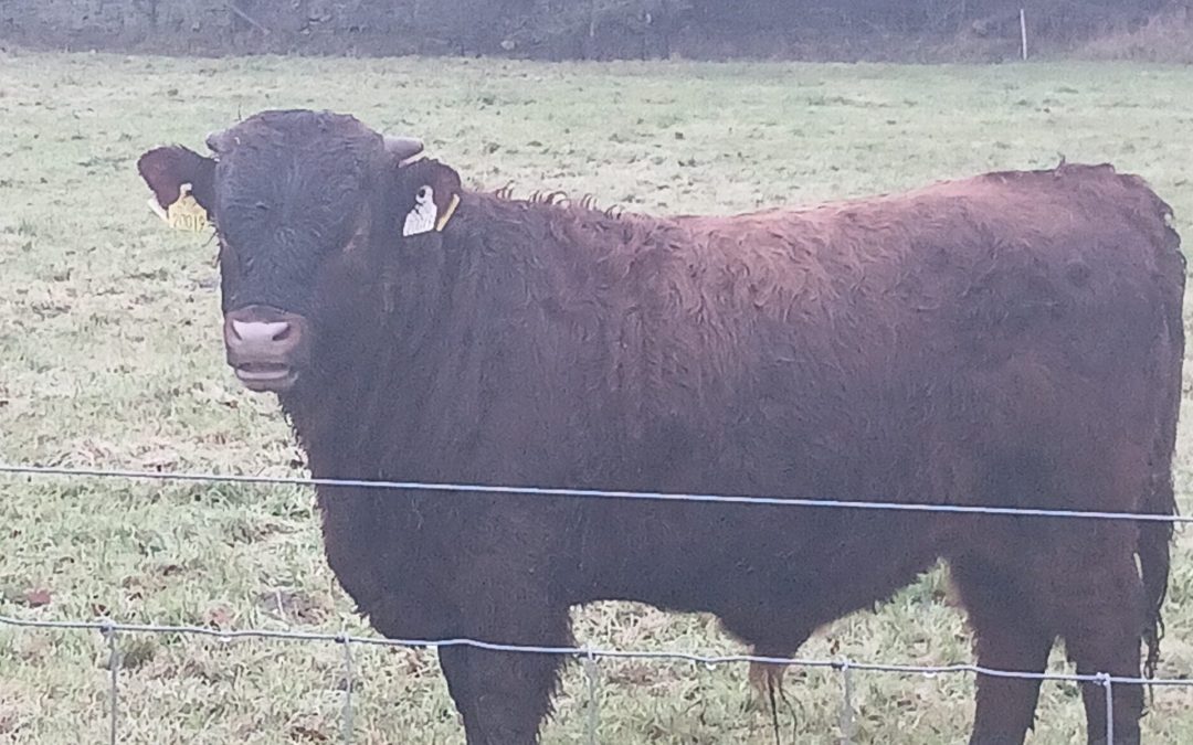 For Sale – PBR Registered Bull, Co Laois