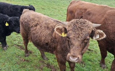 For Sale – 4 PBR Dexter bullocks, Co Leitrim