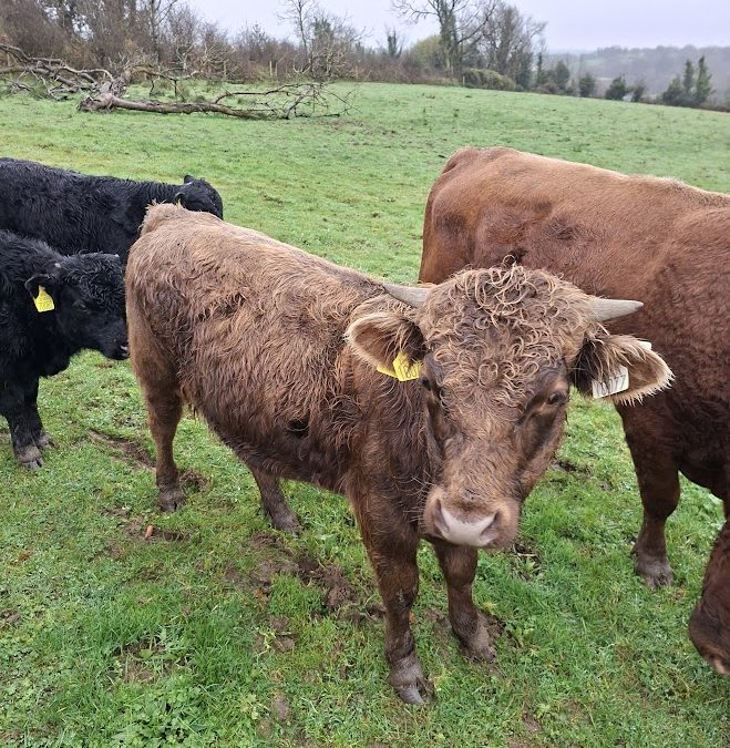 For Sale – 4 PBR Dexter bullocks, Co Leitrim