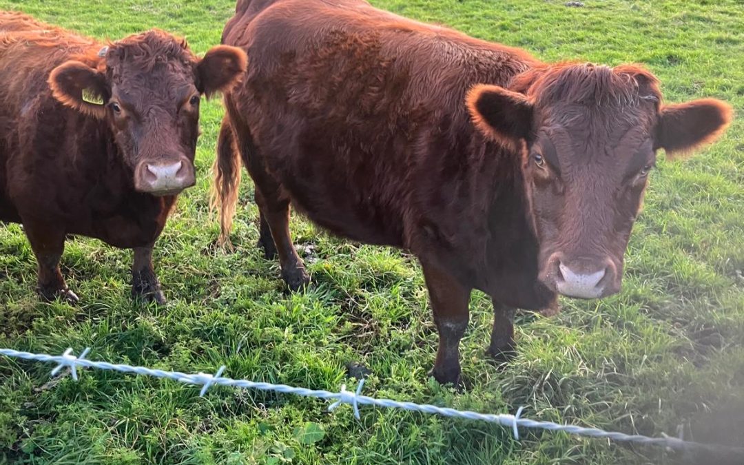 For Sale – Bull, Cows & Heifers, Co Meath