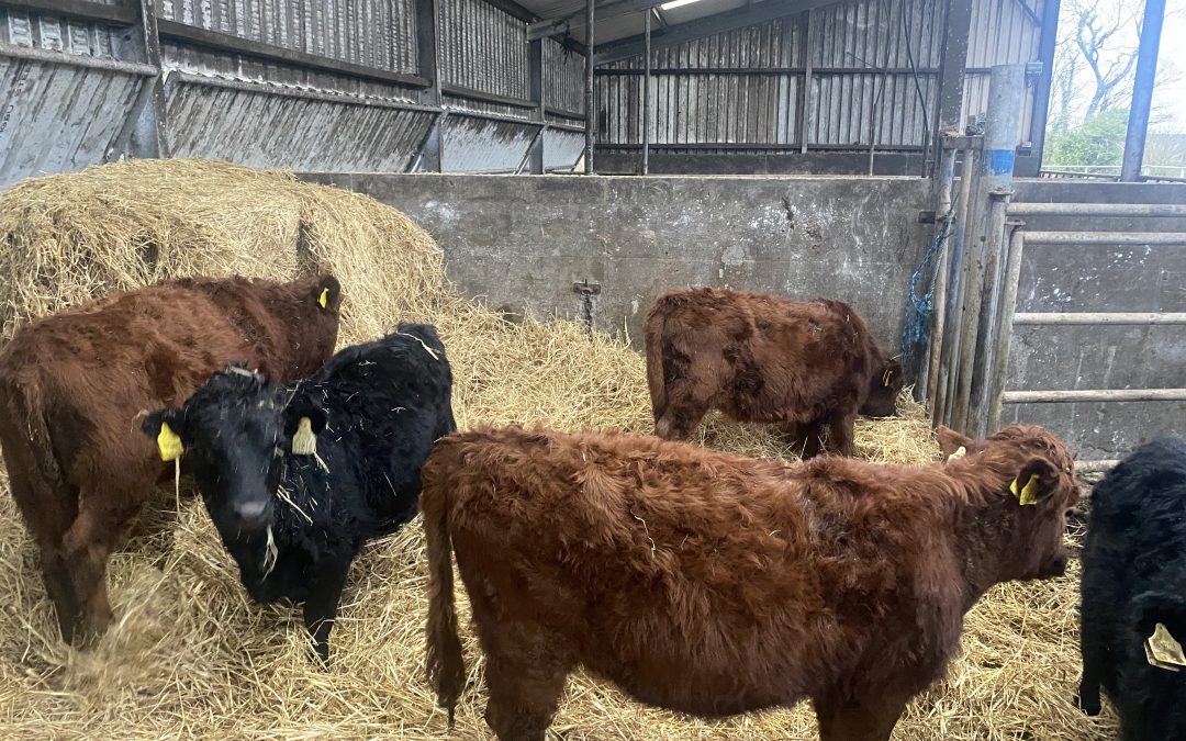 For Sale – 6 Registered PBR Heifers, Co Waterford