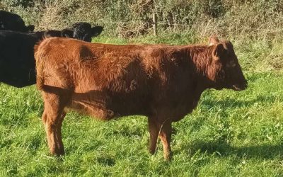 For Sale – PBR Heifer, Mullingar, Co Westmeath