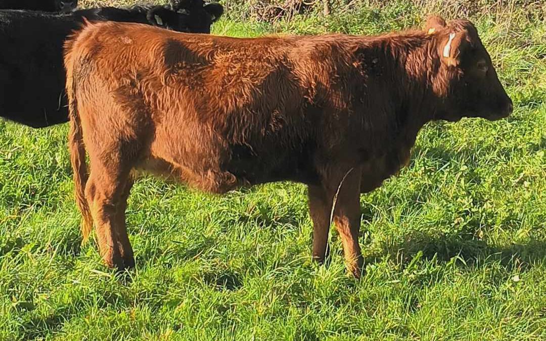 For Sale – PBR Heifer, Mullingar, Co Westmeath