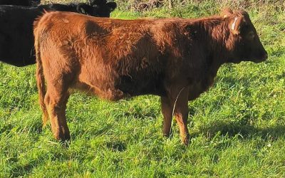 For Sale – PBR Heifer, Mullingar, Co Westmeath