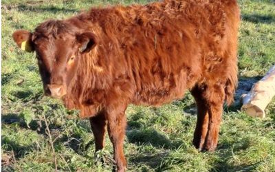 For Sale – 2 PBR Red Dexter Heifers, NE Kildare