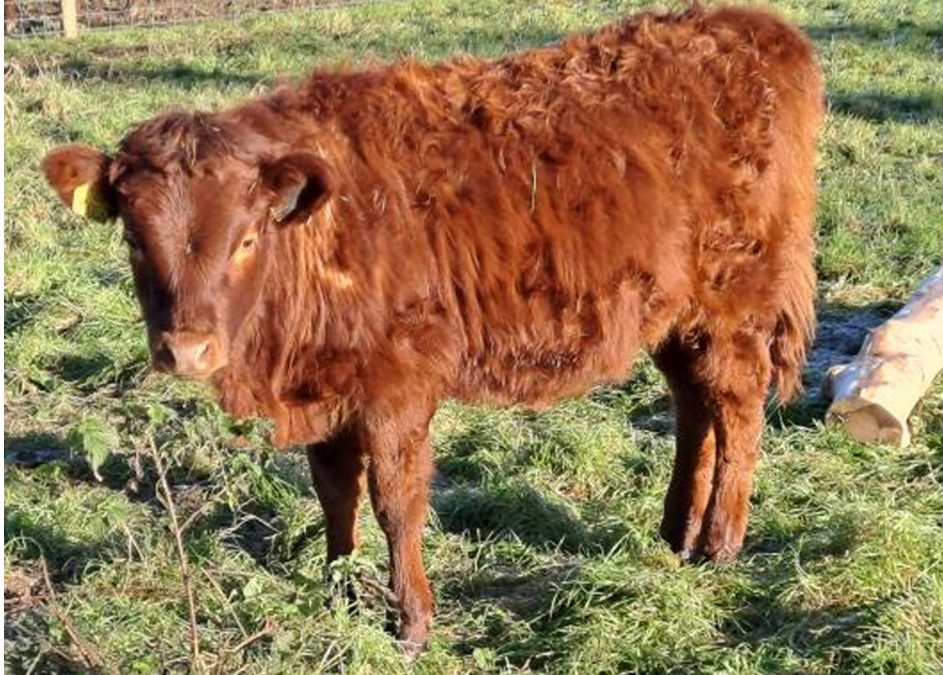 For Sale – 2 PBR Red Dexter Heifers, NE Kildare