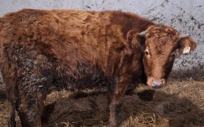 For Sale – 3 Dexter Bullock