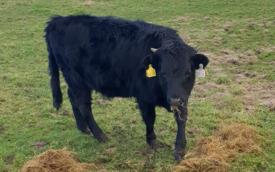 For Sale – Organic Heifers for PBR Sligo
