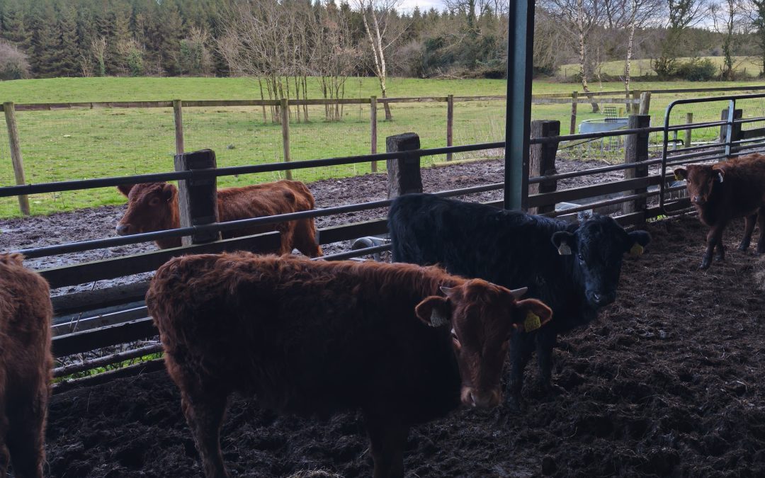 Bullocks and Heifers for sale Mullingar