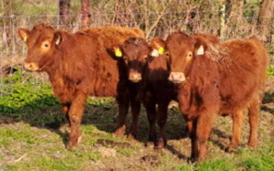 For Sale 3 PBR Red Dexter Heifers NE Co. Kildare