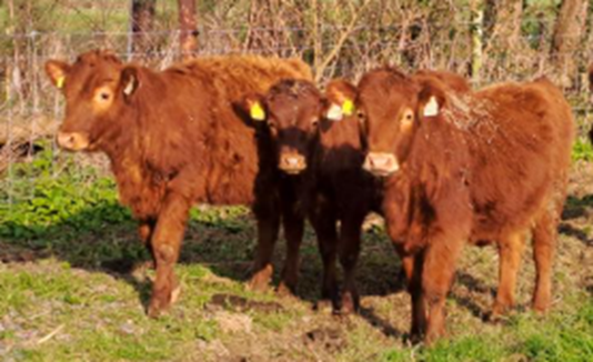 For Sale 3 PBR Red Dexter Heifers NE Co. Kildare