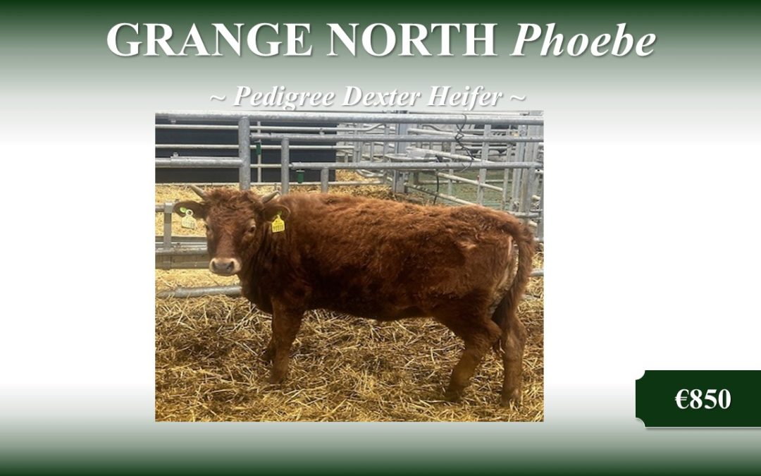 10 Fully Registered Heifers and Young Bulls for sale