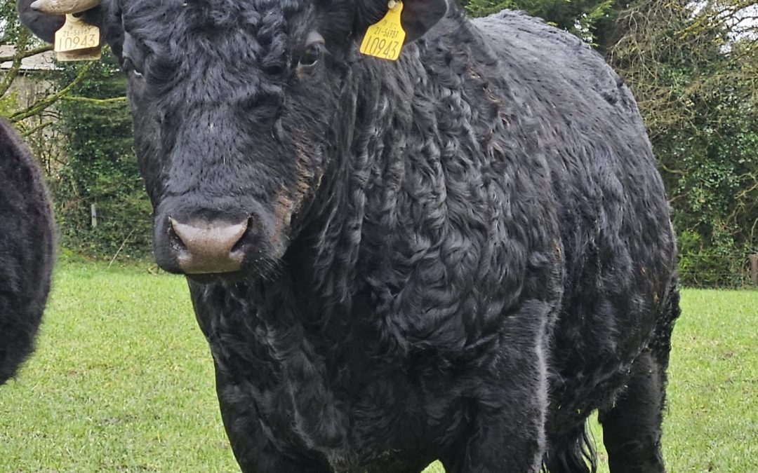 Pure bred registered bull for sale