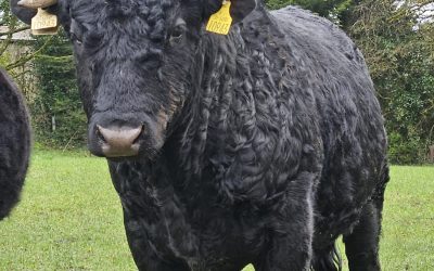 Pure bred registered bull for sale