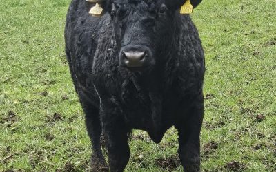 Pure bred registered bull for sale