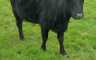 2 purebred in calf Dexter Heifers