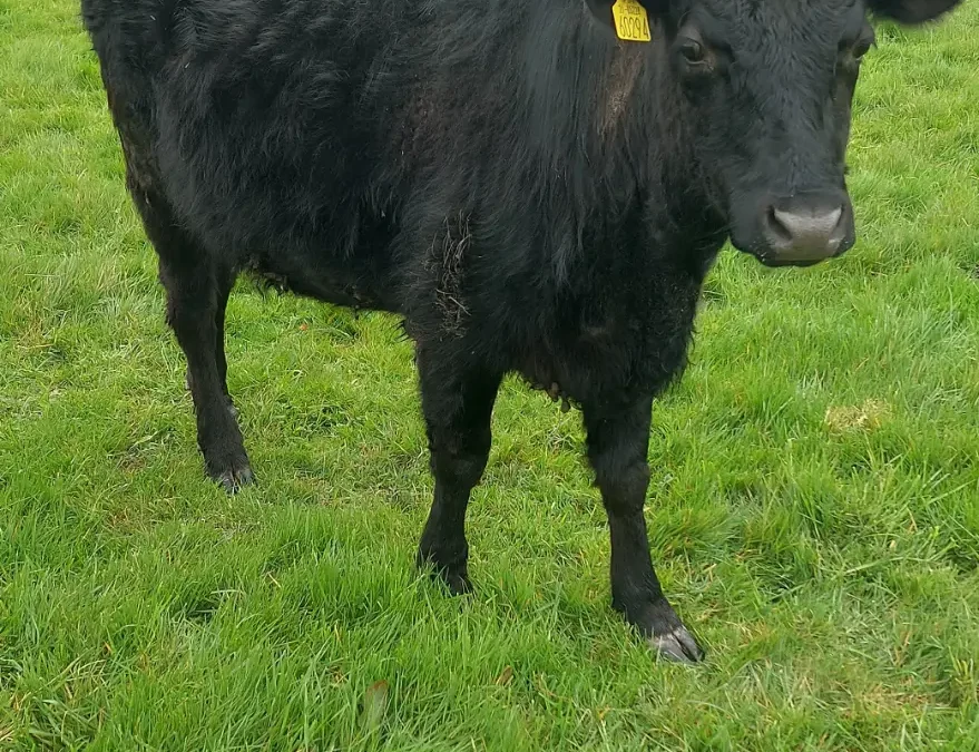 2 purebred in calf Dexter Heifers