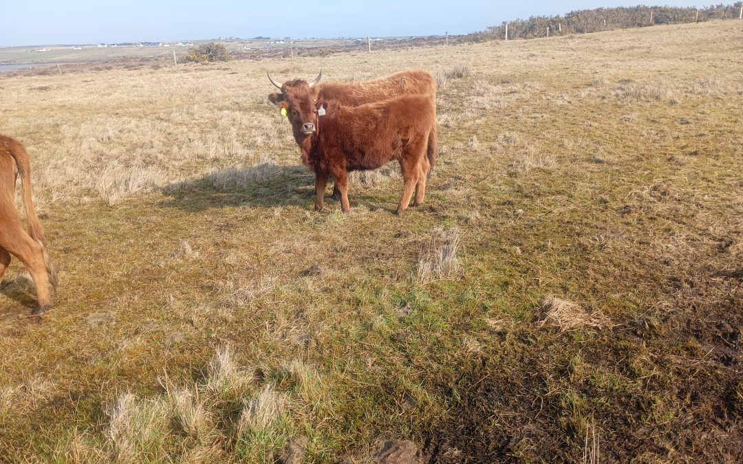 Organic Certified Dexter heifers for sale.