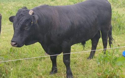 4* Pedigree Dexter Bull – Inniskeen, Co. Monaghan
