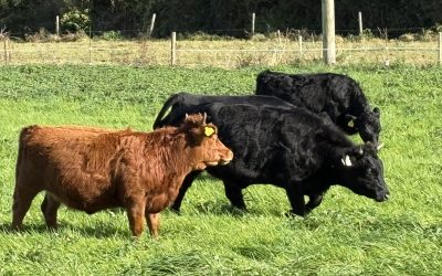 5 PBR Heifers for sale near Athlone