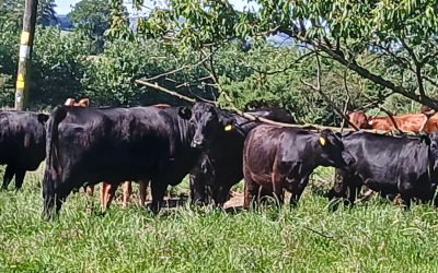 Cows and calves