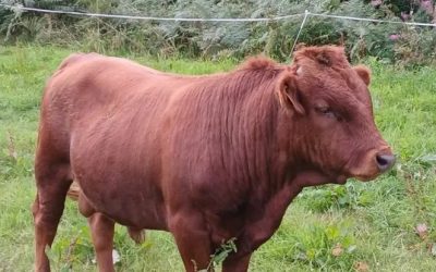 2 Pedigree bulls for sale