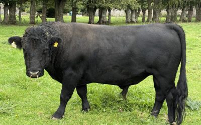 Bull 259 for sale