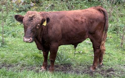 Bull 292 for sale