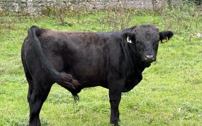 Bull 297 for sale